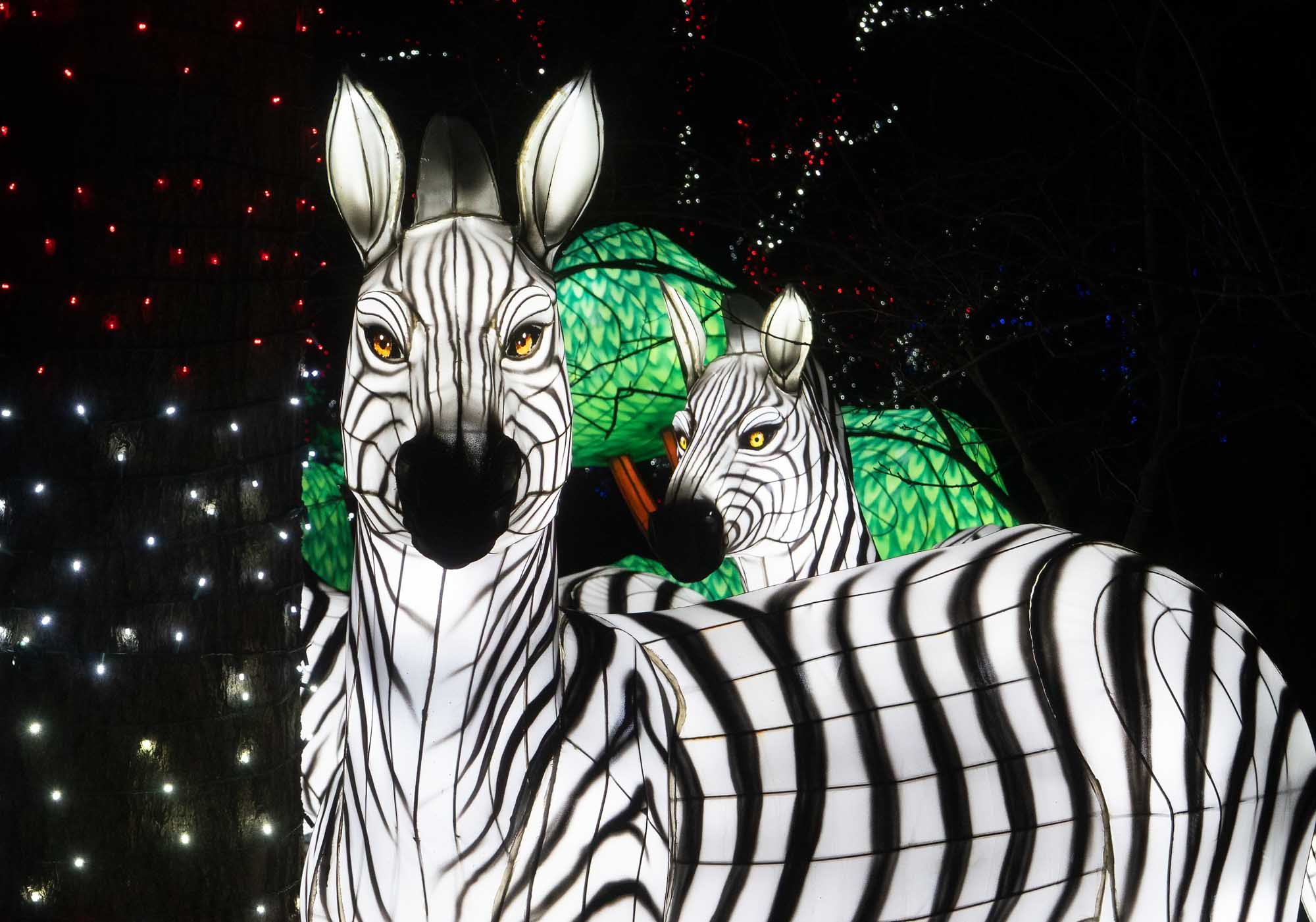 Zoo Lights